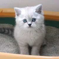 Акмал
