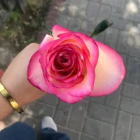 Jasmina