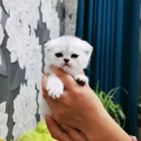 котята