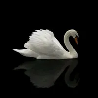Pariy🦢