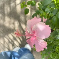 Iroda