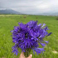 мелек