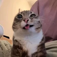 Далер