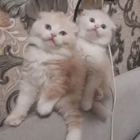 сардор