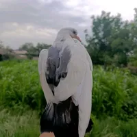 rakhimova