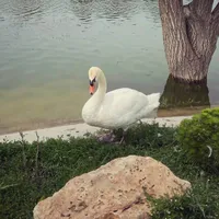 Zebuzar