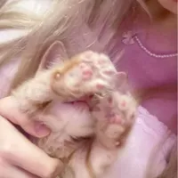 махбуба