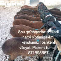 hojiakbarjahongir5