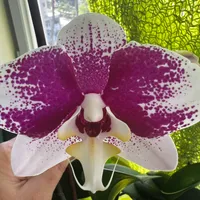 Камила