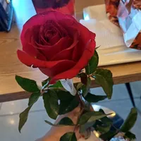 🌹🌹🌹