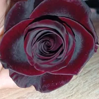 Gulasal