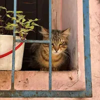 muhlisa