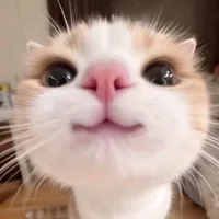shakhzod_112