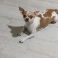 Мила, Нелля