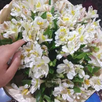Charos