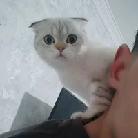 asad