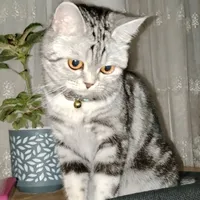 Yusra hanım