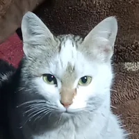 Рашид