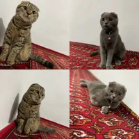Asadbek Asrorov