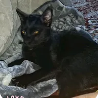 diyora