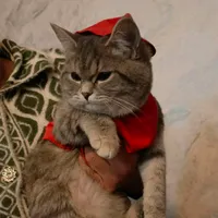 qalandarova kumushoy