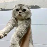 ,