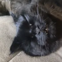 eldar