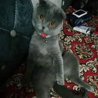 зулия