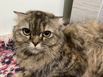 Qattiq pussies uchun katta qora xorozlar Chechen hd porno