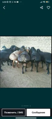 Qassob xizmati qurbonlikka qoʻy va mol soʻyish