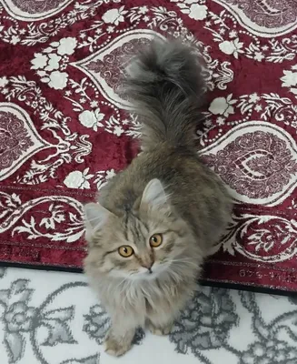 Умная кошка. 1