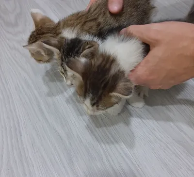 Maftunkor mushukchalarni mehribon va g‘amxo‘r qo‘llarga bepul beraman! 1