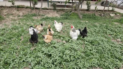 Продаются яйца кур Брама 1