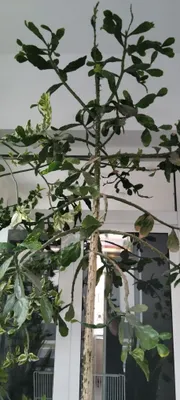 Euphorbia Kaktus 3 m 1