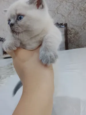Котенок скотиш страйк продам породистые 1