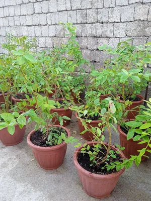Galobika ko'chatkaru 1
