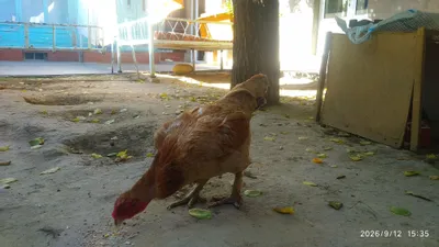 Продаются домашние куры, 2 джайдарские несушки 1