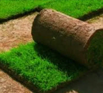 Газон, полив и цветы 1