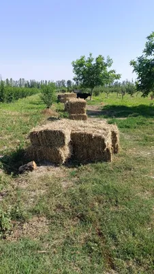 Продаётся прессованное сено