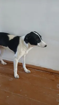 Itni mehribon qo‘llarga beraman