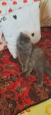 Yetuk boss pornosini tomosha qiling