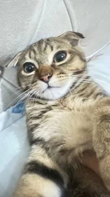 scottish fold toza 3 oylik