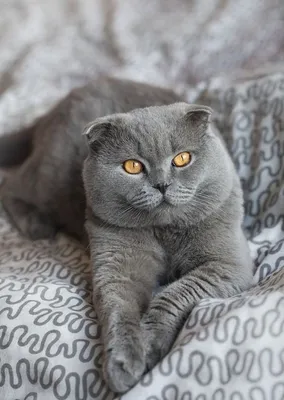 Шотландский Фолд 1
