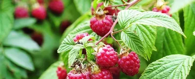 Ildizli yakka novdalardan iborat malina butalarini sotaman 1