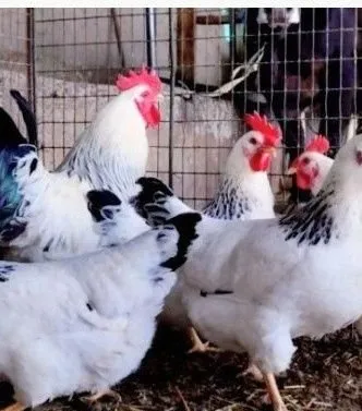 Inkubatsiya tuxumlari