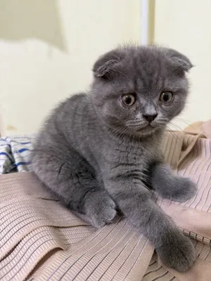 Скоттиш-фолд, котёнок 1