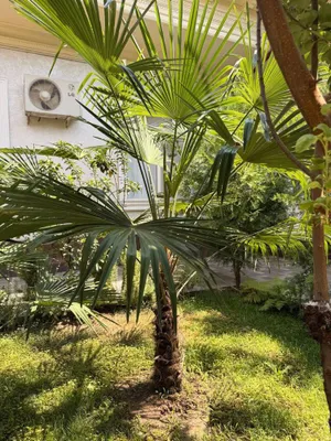 Palma 1