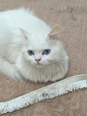 кошка 1