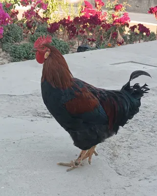 Xoʻroz sotiladi narxini kelishamiz 1