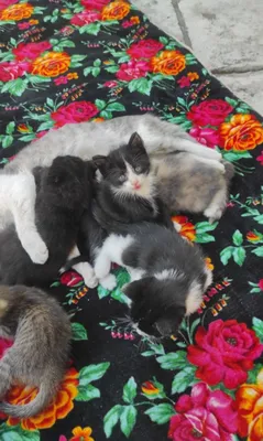Кошки отдам бесплатно 1